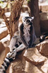 lemur with raised tail on a blurred background