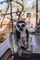 Funny lemur eating in zoo Tenerife
