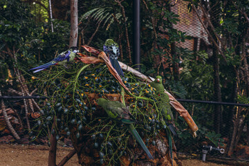 Colorful parrots sitting on a tree branch in the Tenerife Zoo