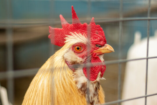 Rooster behind wire