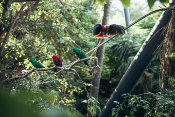 Red parrot sitting in tree eating Lorius domicella