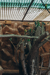 Colorful parrots sitting on a tree branch in the Tenerife Zoo