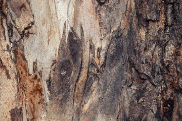 the texture of the bark of an old coniferous tre