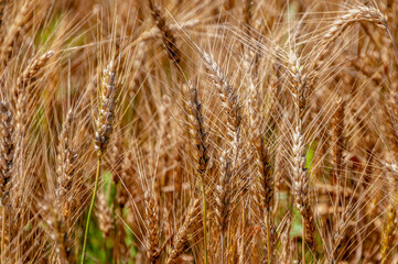 Wheat Growing In An Urban Field In Early July In Wisconsin