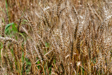 Wheat Growing In An Urban Field In Early July In Wisconsin