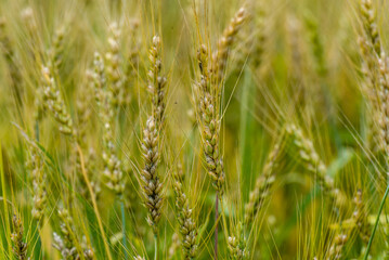 Wheat Growing In An Urban Field In Early July In Wisconsin