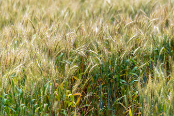 Wheat Growing In An Urban Field In Early July In Wisconsin