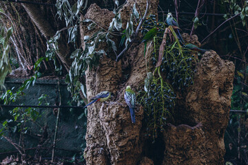 Colorful parrots sitting on a tree branch in the Tenerife Zoo