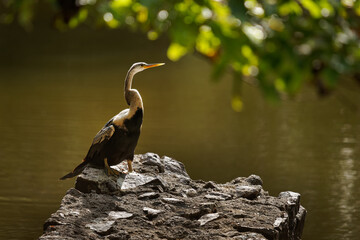 Oriental darter Anhinga melanogaster water bird of tropical South Asia called snakebird, long and...