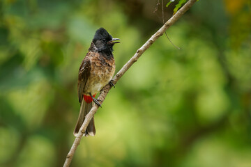 Red-vented Bulbul - Pycnonotus cafer bird resident across the Indian subcontinent, extending to Burma and Bhutan and Nepal, introduced in New Zealand, Argentina, Tonga and Fiji, sits on the branch