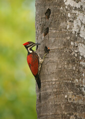 Red-backed Flameback Dinopium psarodes, striking red black woodpecker endemic to Sri Lanka; inhabits forests, gardens; loud drumming, key insect control. Bird on the palm trunk