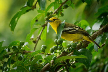 Common Iora - Aegithina tiphia small yellow and black passerine bird found across the tropical Indian subcontinent with populations showing plumage variations, hunting insects - mantis