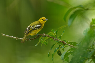 Common Iora - Aegithina tiphia small yellow and black passerine bird found across the tropical Indian subcontinent with populations showing plumage variations, hunting insects - mantis