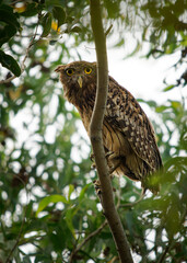 Brown Fish-Owl Ketupa bubo zeylonensis is bird in Strigidae, native from Turkey to South and Southeast Asia, big owl sitting in the tree in Sri Lanka or India.