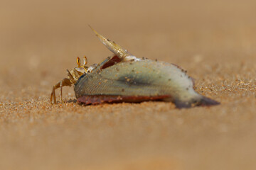 Crayfish - Ocypode brevicornis Ghost Crab found on sandy beaches of Indian Ocean, burrows in sand, nocturnal scavenger, pale yellow body, stalked eyes, agile predator feeds on the dead fish