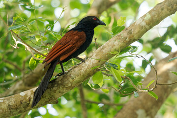 Greater Coucal - Centropus sinensis or Crow pheasant large non-parasitic member of cuckoo birds,...