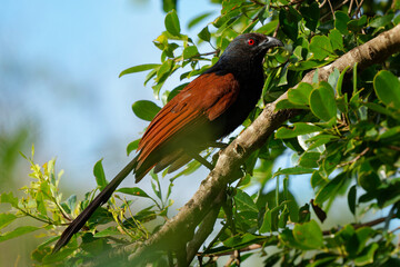 Greater Coucal - Centropus sinensis or Crow pheasant large non-parasitic member of cuckoo birds,...