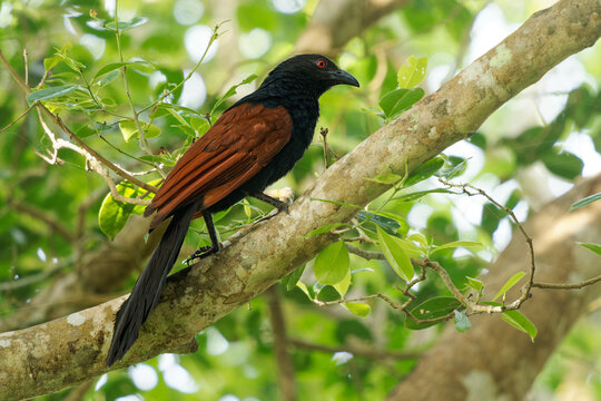 Greater Coucal - Centropus sinensis or Crow pheasant large non-parasitic member of cuckoo birds, resident in the Indian Subcontinent and Southeast Asia, large with a long tail.