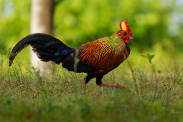 Sri Lanka Junglefowl Gallus lafayettii, vibrant endemic bird in forests, scrublands; striking red-orange plumage; national bird of Sri Lanka, ancestor of domestic chickens