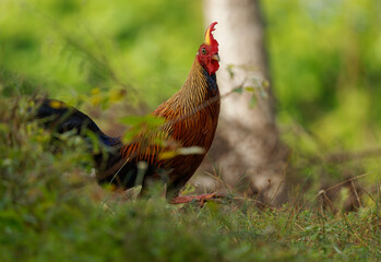 Sri Lanka Junglefowl Gallus lafayettii, vibrant endemic bird in forests, scrublands; striking red-orange plumage; national bird of Sri Lanka, ancestor of domestic chickens