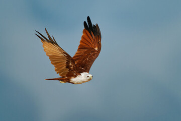Brahminy kite Haliastur indus also Red-backed sea-eagle in Australia, flying bird of prey in Accipitridae, found in the Indian subcontinent, Southeast Asia, and Australia