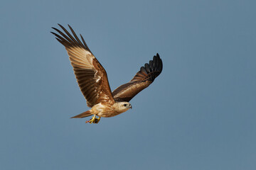 Brahminy kite Haliastur indus also Red-backed sea-eagle in Australia, flying young bird of prey in Accipitridae, found in the Indian subcontinent, Southeast Asia, and Australia