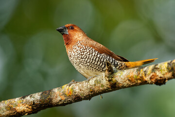 Scaly-breasted Munia Lonchura punctulata, small finch in Asia; prefers grasslands, farmlands; distinctive scale-patterned chest, seed eater, important for seed dispersal
