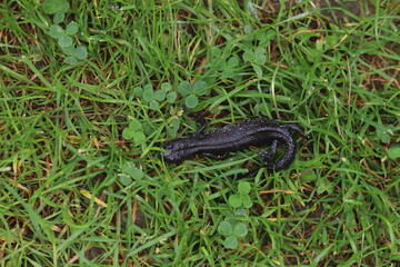 black shiny lizard in the grass