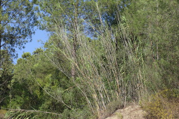 Reeds in a forest in summer