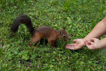 The child feeds the squirrel by hand, close-up. A squirrel in the park takes food from his hands. Feeding a squirrel by hand. Feeding and caring concept