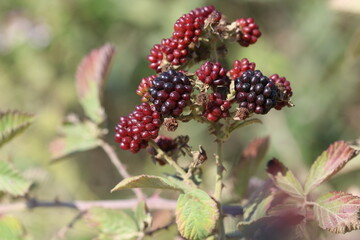 blackberry is an edible fruit produced by many species in the genus Rubus in the family Rosaceae,