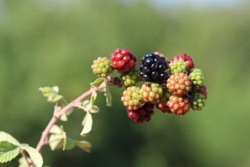 blackberry is an edible fruit produced by many species in the genus Rubus in the family Rosaceae,