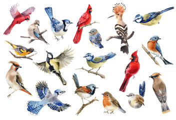 Watercolor birds isolated clipart. Set of painted forest cute bird. Robin, wren, blue bird, waxwing, blue jay, blue tit, red cardinal. Spring or summer decorative illustration  © Nataliya Kunitsyna