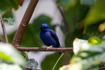 purple honeycreeper perched in a tree