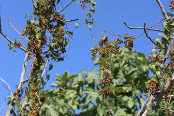 milax aspera is a perennial, evergreen climber with a flexible and delicate stem, with sharp thorns	
