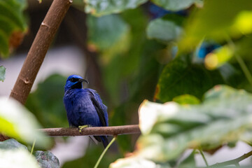 purple honeycreeper perched in a tree