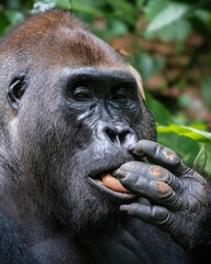 Silverback Western lowland gorilla, Gorilla gorilla gorilla, licking his fingers and looking at camera in Dzanga-Sangha Special Reserve, Central African Republic
