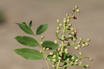 Pistacia terebinthus  is a deciduous shrub species of the genus Pistacia