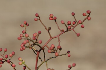 Pistacia terebinthus  is a deciduous shrub species of the genus Pistacia