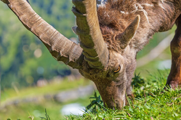 Steinbock - Wild - Alpen - Allgäu - Kopf