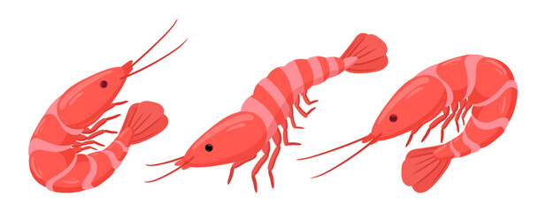 Boiled shrimps. Cartoon seafood, tiger shrimps meat, king prawns without shell flat vector illustration set. Ocean shrimps collection on white