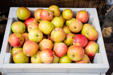 Freshly Harvested Apples Gathered in a Rustic Wooden Crate, Perfect for Autumn and Culinary Delights