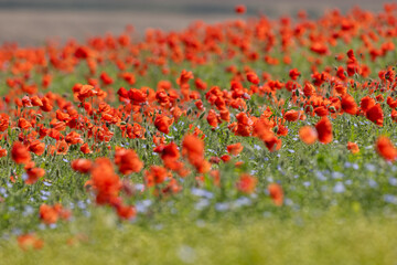 An abundance of poppies growing on a South Downs hillside, on a sunny summers day © lemanieh