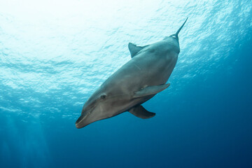 Fototapeta premium Bottlenose dolphin, French Polynesia