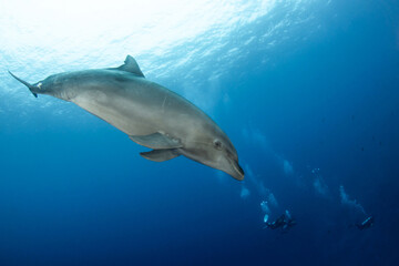 Fototapeta premium Bottlenose dolphin, French Polynesia