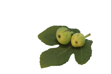 fig leaf and fig fruits isolated on white background