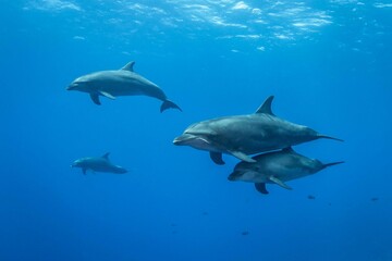 Bottlenose dolphin, French Polynesia