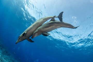 Obraz premium Bottlenose dolphin, French Polynesia