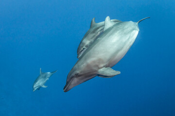 Naklejka premium Bottlenose dolphin, French Polynesia