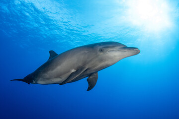 Fototapeta premium Bottlenose dolphin, French Polynesia